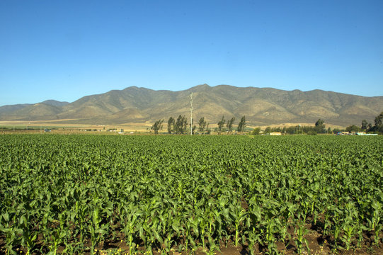 Plantacion de choclos