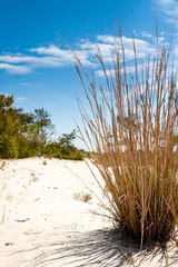 Dry reeds on beach dunes under a blue sky at Assateague Island National Seashore, Maryland