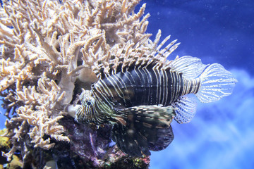 Ein gefährlicher Feuerfisch in einem Riff.