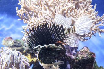 Ein gefährlicher Feuerfisch in einem Riff.