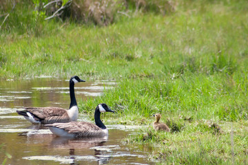 A pair of Canada Geese (Branta canadensis) with their young gosling in salt marsh wetlands at Assateague Island National Seashore, Maryland