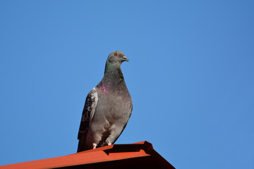 Rock Pigeon perched on barn roof