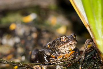 Portrait eine Nahaufnahme einer Erdgröte Bufo Bufo
