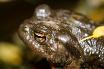 Portrait eine Nahaufnahme einer Erdgröte Bufo Bufo
