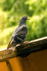 pigeon in the park