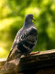 pigeon in the park