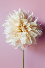 Beautiful cafe au lait dahlia flower on pink background. Flat lay, top view. Flower concept