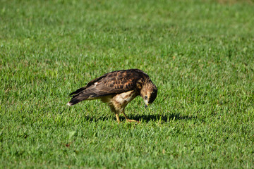 Juvenile Broad winged hawk eating a frog
