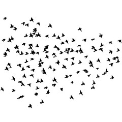 A flock of flying birds. Vector illustration