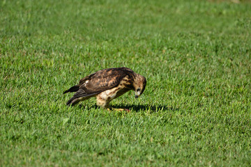 Juvenile Broad-winged hawk eating a frog