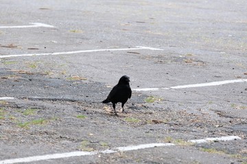 Faune urbaine , corbeau sur un parking .