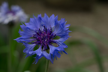 Fototapeta premium blue flower of a thistle