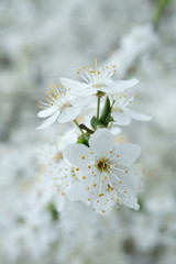 white cherry blossom