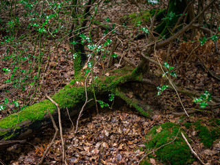 Small fallen tree in a dense english woods 