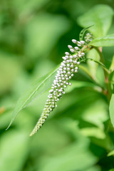 オカトラノオの花