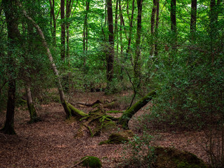 Fallen trees and leaves in an english wood 