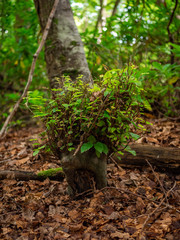 Mini tree stump in the woods 