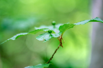 ボケを背景にした花筏の葉
