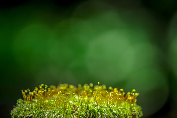 木漏れ日を背景にした苔の群生