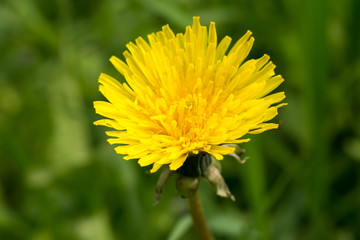yellow dandelion flower