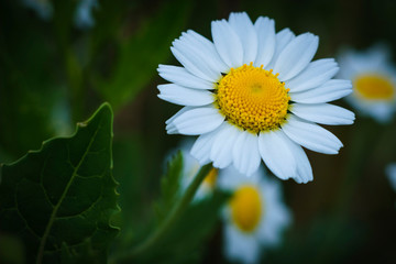 Obraz premium white daisy flower