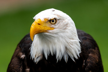 Portrait of a Bald Eagle (Haliaeetus leucocephalus)