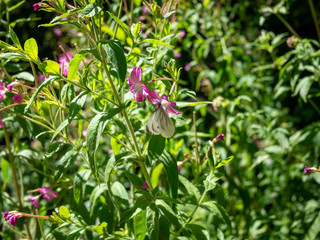 White and brown butterfly on pink flowers, with greenery 