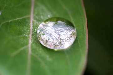 ビヨウヤナギの葉の上にできた丸い水滴