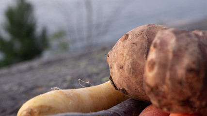 Close up photo of carrots and jerusalem artichokes on a green plate in various colors and sizes. Concept photo for local and sustainable farm produce.