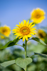 青空の下のヒマワリの花