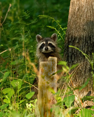 Raccoon at Forbes State Park