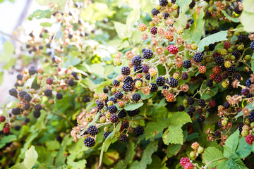 Wild Blackberries growing in a thicket; blackberries ripening on the branch