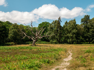 Fototapeta premium Dead tree in the middle of vibrant english meadow 