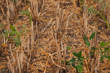 Dry stalks of grain after threshing.