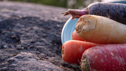 Close up photo of carrots and jerusalem artichokes on a green plate in various colors and sizes. Concept photo for local and sustainable farm produce.