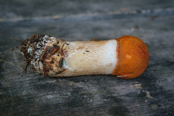 Mushroom Boletus over Wooden Background. Autumn Cep Mushrooms. Mushrooms Picking.