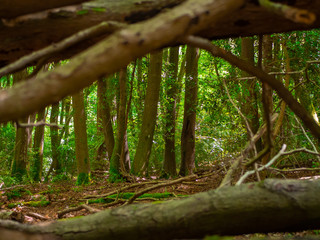 Dense woodland seen through fallen trees 