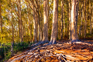 a eucalyptus forest on Oahu, Hawaii.