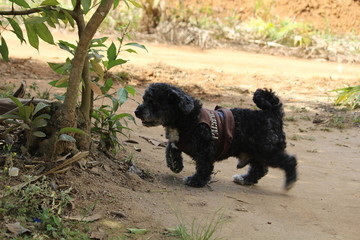 dog schnoodle schoodle poodle schnauzer pet