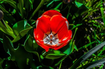 Red tulip