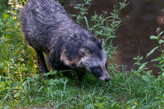 Raccoon Dog or Mangut (Nyctereutes procyonoides)