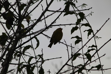 birds