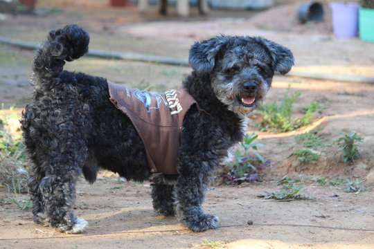 dog schnoodle schoodle poodle schnauzer pet