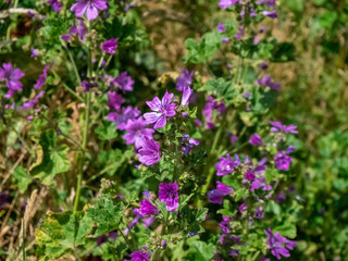 Obraz na płótnie Canvas Purple flowers in english meadow 