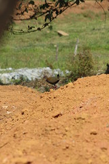 saracura do brejo