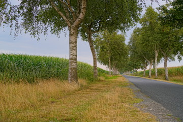 Rural Street with Alley of Birch Trees