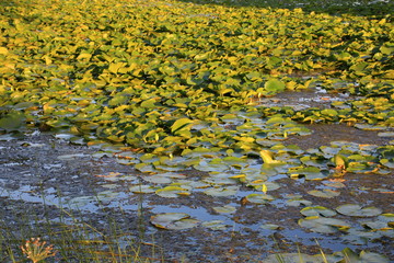 Water surface of water lily plant leaves
