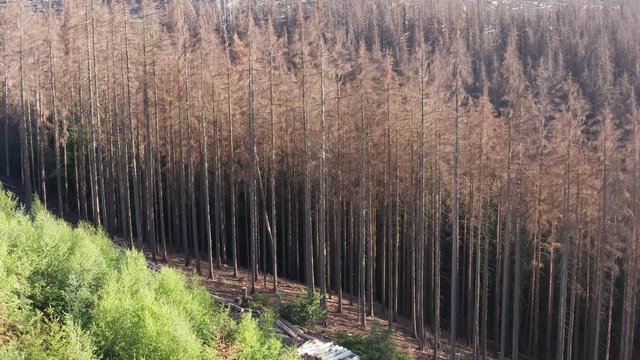 Ein Abgestorbener Wald im linearer Anflug in 4k