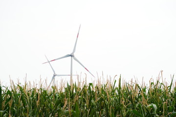 Wind turbines with a field of corn in the foreground