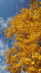 Autumn foliage against a blue sky with thin clouds on a Sunny day